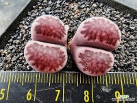 사토스바이올렛6502 : 리톱스 - 엑스플랜트