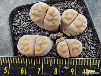 카라스몬타나6503 - 엑스플랜트