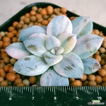 펜타드럼금 금끼좋아요 안전분째배송 0690 산아래다육이 - 엑스플랜트 펜타드럼금 금끼좋아요  안전분째배송  0690 산아래다육이 - 엑스플랜트