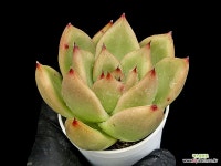 홍로 9-150 : 다육식물 - 엑스플랜트