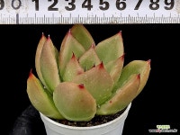 홍로 9-150 : 다육식물 - 엑스플랜트