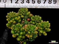 레드베리 9-166 - 엑스플랜트