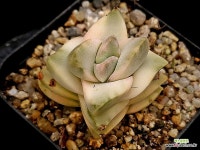 기천금 9-167 - 엑스플랜트