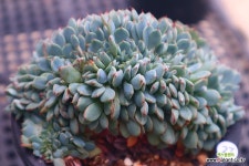 미니마엣지철화27 - 엑스플랜트