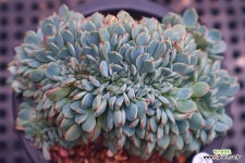 미니마엣지철화27 - 엑스플랜트