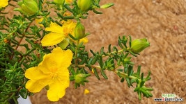 유매 : 야생화 - 엑스플랜트