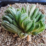 정고금 0701-45 : 다육금 - 엑스플랜트 정고금  0701-45 : 다육금 - 엑스플랜트