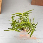 죽염석곡 소품 : 석곡 - 엑스플랜트
