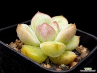 샤르먼(소) 21- : 다육식물 - 엑스플랜트