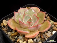 렐레나(소) 23-8 : 다육식물 - 엑스플랜트