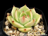 워아이니(소) 23- : 다육식물 - 엑스플랜트