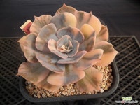 프룩스금7-489 : 다육금 - 엑스플랜트