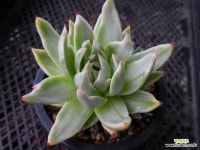 세인트루이스금 : 다육식물 - 엑스플랜트