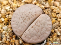 백곡옥 107-1131 : 리톱스 - 엑스플랜트