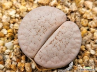 백곡옥 107-1131 : 리톱스 - 엑스플랜트