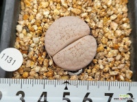 백곡옥 107-1131 : 리톱스 - 엑스플랜트