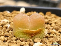 마우가니 107-1137 : 코노피튬 - 엑스플랜트