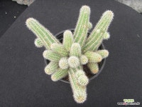 백단 0709 : 선인장 - 엑스플랜트