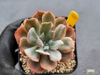 칠변화 0709 : 다육금 - 엑스플랜트