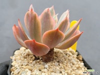 칠변화 0709 : 다육금 - 엑스플랜트