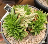 하이라온variegate(정품 이름표 동봉)1-2호 : 다육식물 - 엑스플랜트