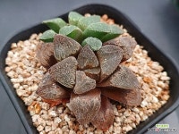 하월시아 픽타 7299 : 하월시아 - 엑스플랜트 하월시아 픽타  7299 : 하월시아 - 엑스플랜트