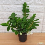 석곡 포켓러브 25 - 랜덤발송 : 석곡 - 엑스플랜트