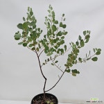 유칼립투스 웹스트리아나(동일품배송) : 공기정화식물 - 엑스플랜트