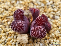 코노피튬 마킨스플럼 레드type Makins Plum : 코노피튬 - 엑스플랜트 코노피튬 마킨스플럼 레드type  Makins Plum : 코노피튬... 
