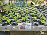 만병초 신틸레이션 12cm포트 - 로도덴드론 상록수 실내식물 정원식물 : 꽃나무 묘목 - 엑스플랜트