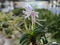 청해 : 풍란 부귀란(명품관) - 엑스플랜트