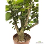 블랙파비앙 작은나무화분 인테리어식물 48cm : 공기정화식물 - 엑스플랜트