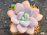 라온 3 : 다육식물 - 엑스플랜트