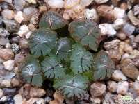 수정(소묘) 74-91 : 하월시아 - 엑스플랜트