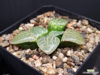 수정101(중묘이상) 74- : 하월시아 - 엑스플랜트