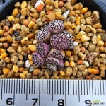 50 rr714 : 코노피튬 - 엑스플랜트