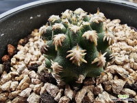 실생 칠교주 6985 : 선인장 - 엑스플랜트