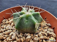 실생 우주전 6989 : 선인장 - 엑스플랜트