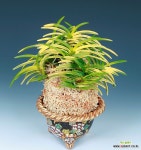 금성 : 풍란 부귀란(명품관) - 엑스플랜트