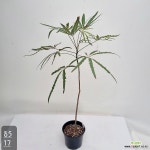 외목대 아라리오 (사진배송) : 공기정화식물 - 엑스플랜트