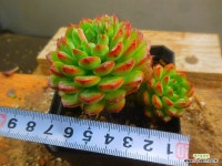 레드탑 7/17-707 : 다육식물 - 엑스플랜트