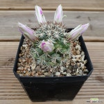 봉래궁 실생 랜덤튼실한 아이부터 고릅니다 임의배송 : 다육식물 - 엑스플랜트 봉래궁 실생  랜덤튼실한 아이부터 고릅니다 임의배송 : 다육식물... 