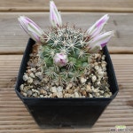 봉래궁 실생 랜덤튼실한 아이부터 고릅니다 임의배송 : 다육식물 - 엑스플랜트 봉래궁 실생  랜덤튼실한 아이부터 고릅니다 임의배송 : 다육식물... 