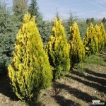 키다리황금측백 17cm 화분 측백나무 : 조경나무 묘목 - 엑스플랜트