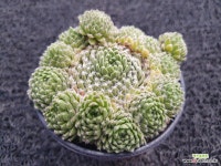 부엉이 바위솔-129 : 바위솔 - 엑스플랜트