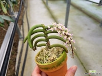 클리소스토마 예뿌고 아주 귀해 수입희귀서양란 : 기타 서양란 - 엑스플랜트