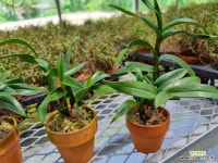 덴드로비움 지하오 캔디 너무 매력넘쳐 초특가 : 기타 서양란 - 엑스플랜트