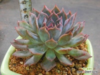 루신다 X072320 : 다육식물 - 엑스플랜트