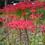 꽃무릇(석산)20구(개화구) -1세트 : 구근류 - 엑스플랜트