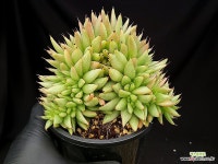 마제스타(대) 42- : 다육식물 - 엑스플랜트